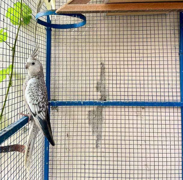 For sale: 2 pairs of cockatiel parrots + cage +boxes 0