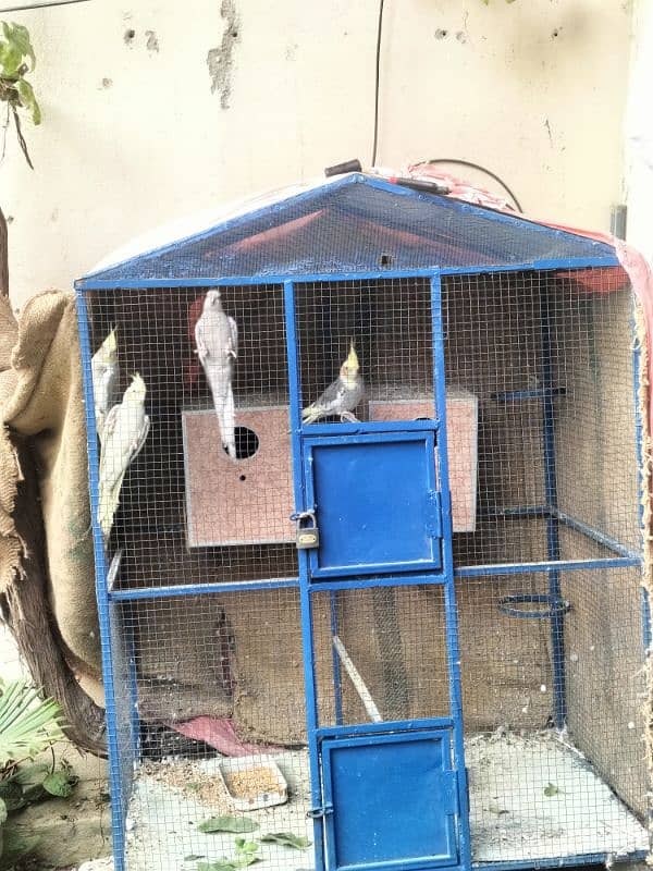 For sale: 2 pairs of cockatiel parrots + cage +boxes 1