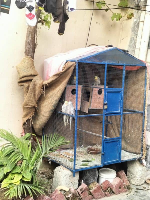 For sale: 2 pairs of cockatiel parrots + cage +boxes 2