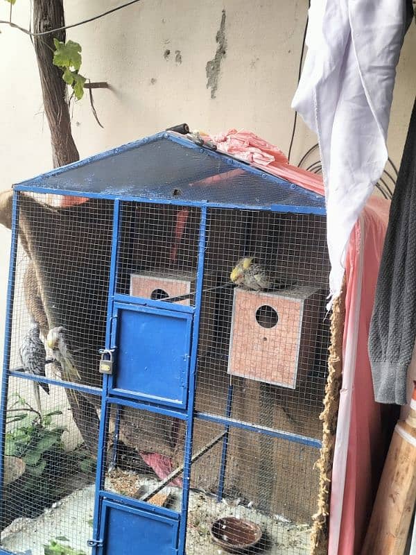 For sale: 2 pairs of cockatiel parrots + cage +boxes 3