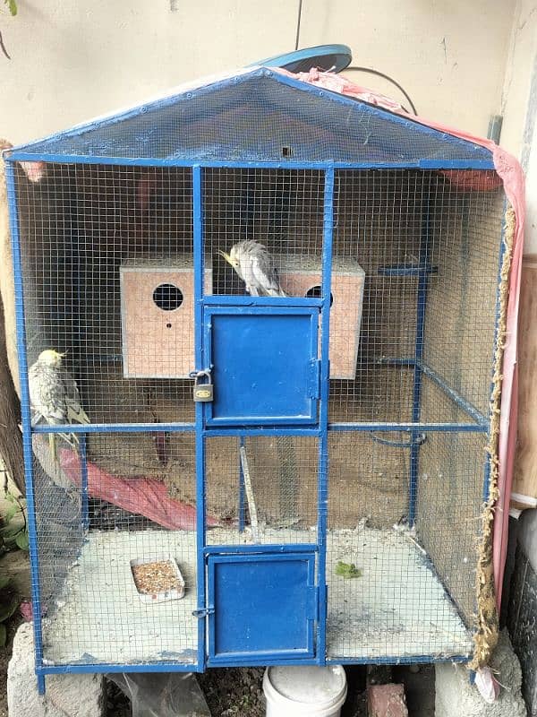 For sale: 2 pairs of cockatiel parrots + cage +boxes 4