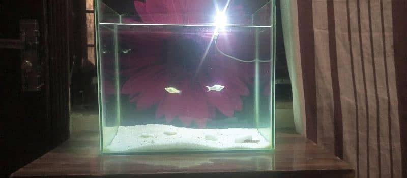 aquariums for sale 1