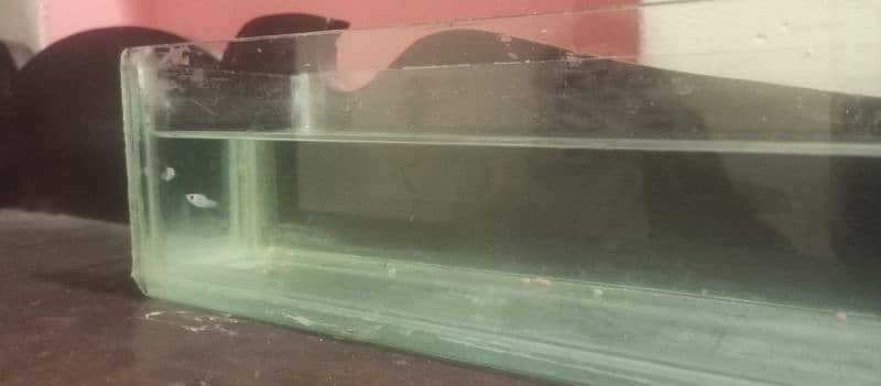 aquariums for sale 6