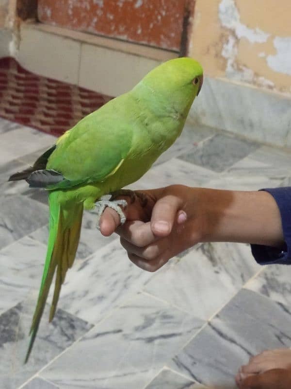 green parrot 0