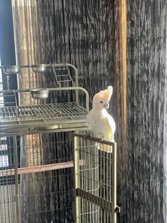 duo crop cockatoo