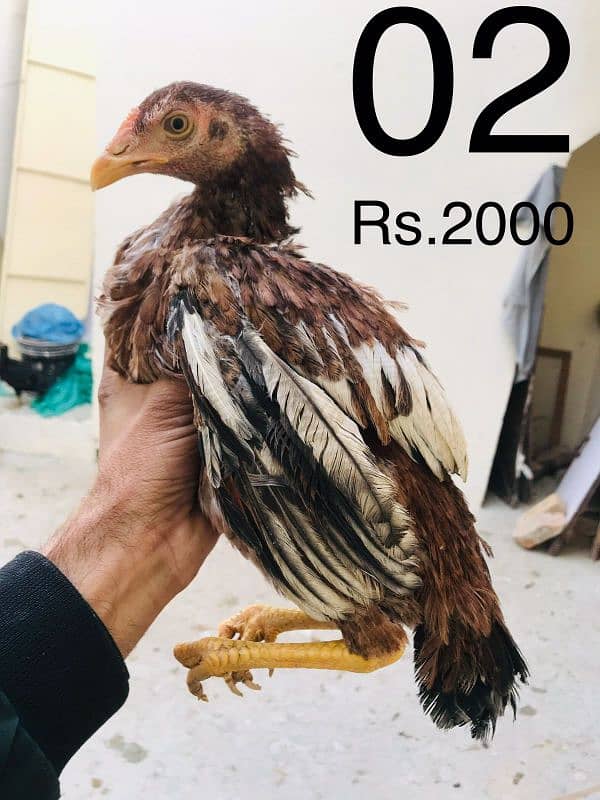 Hens | Aseel chicks | Mushka | Lassani | Lakha | Aseel Mianwali | 1