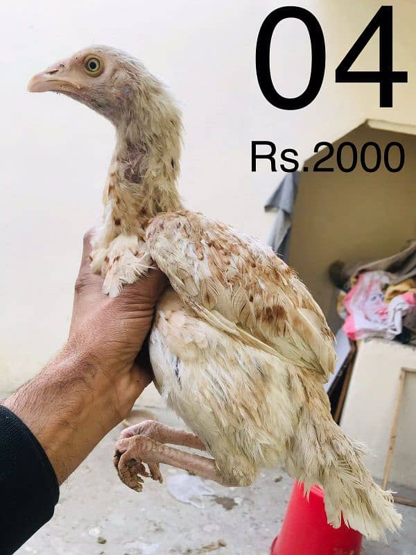 Hens | Aseel chicks | Mushka | Lassani | Lakha | Aseel Mianwali | 3