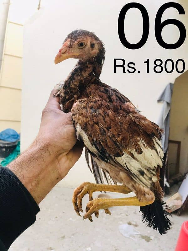 Hens | Aseel chicks | Mushka | Lassani | Lakha | Aseel Mianwali | 4