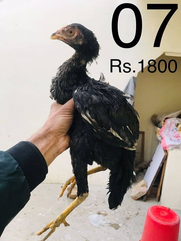 Hens | Aseel chicks | Mushka | Lassani | Lakha | Aseel Mianwali | 6