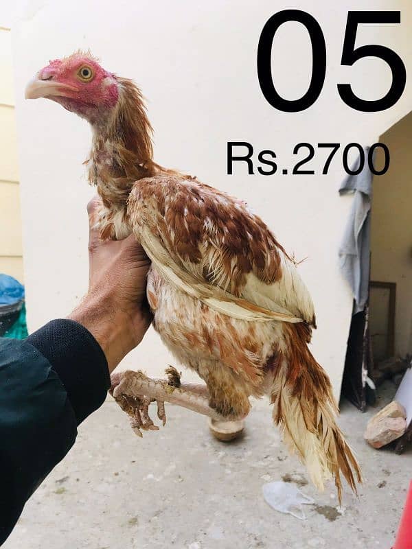 Hens | Aseel chicks | Mushka | Lassani | Lakha | Aseel Mianwali | 7