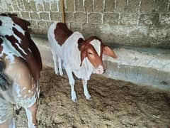 Cow for sale with female kid