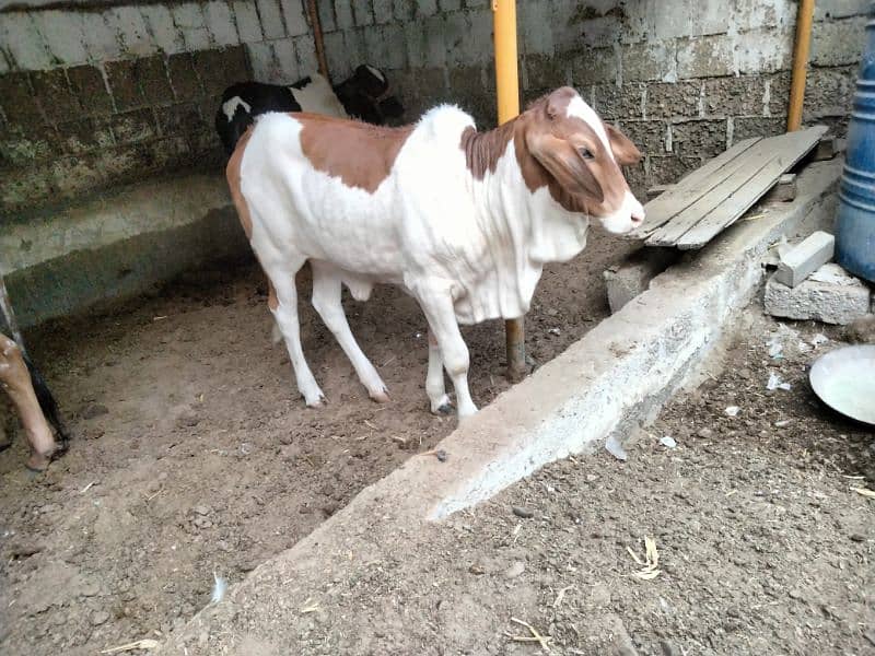 Cow for sale with female kid 1