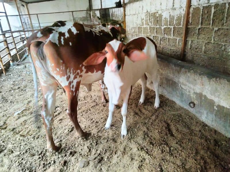 Cow for sale with female kid 2