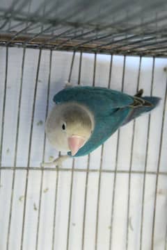 Blue Fischer Split Ino Lovebird Male and common lutino female for Sale