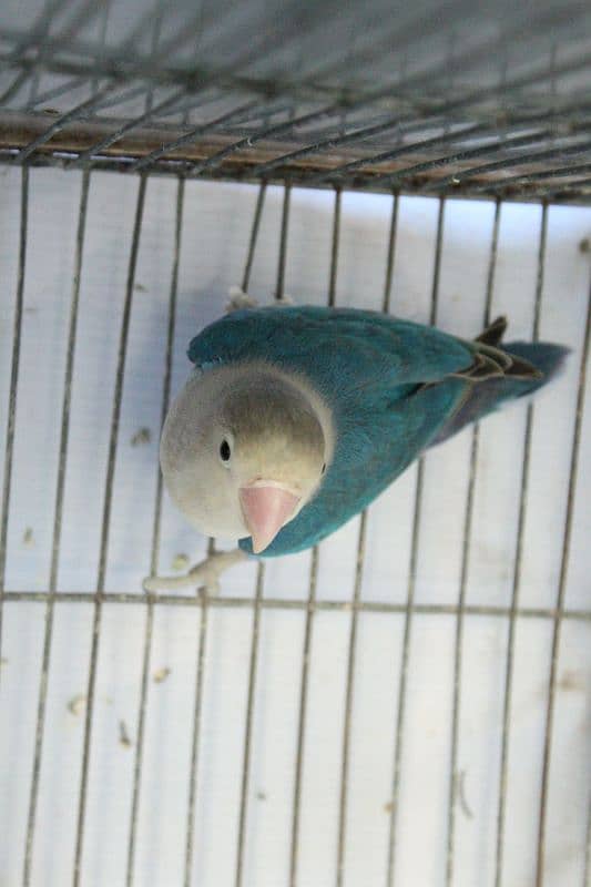 Blue Fischer Split Ino Lovebird Male and common lutino female for Sale 0