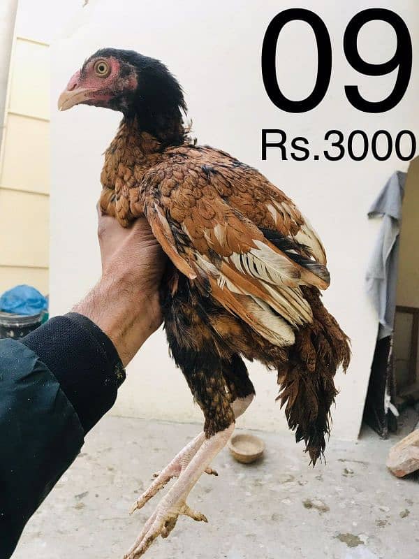 Hens | Aseel chicks | Mushka | Lassani | Lakha | Aseel Mianwali | 8