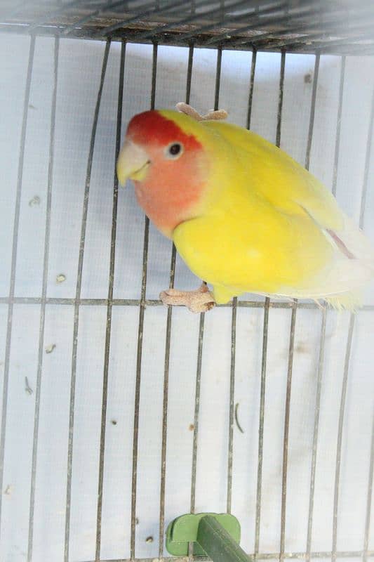 Blue Fischer Split Ino Lovebird Male and common lutino female for Sale 1