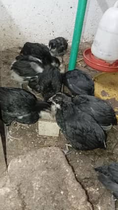 40 days old pure australorp chicks | Pure australorp chicks for sale