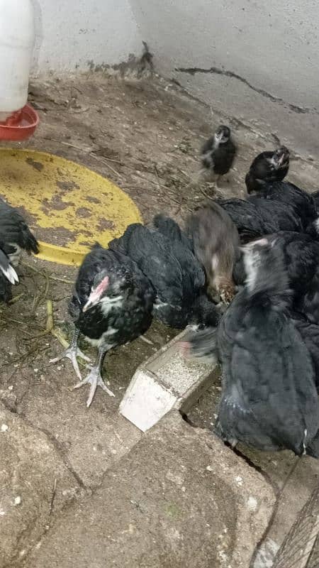 40 days old pure australorp chicks | Pure australorp chicks for sale 2