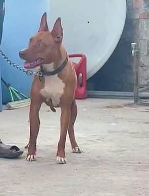 Eglish gultair x pittbull cross 2