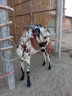 makhi cheena Bakra for sale location karachi