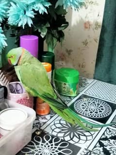 parrot for sale