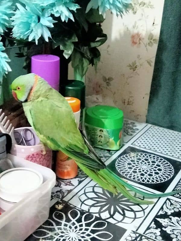 parrot for sale 0