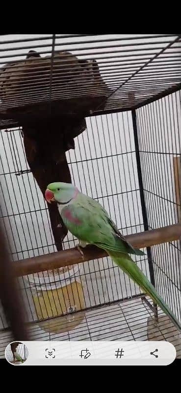 raw parrots pair ready for breeding 1