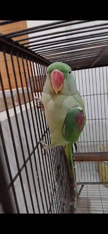 raw parrots pair ready for breeding 2