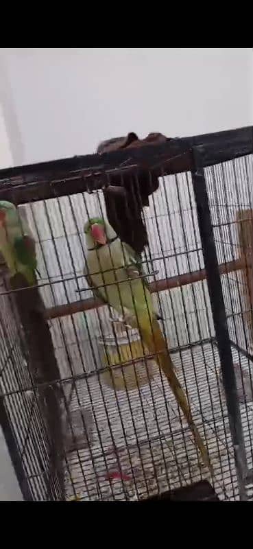 raw parrots pair ready for breeding 3