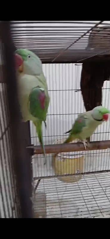 raw parrots pair ready for breeding 4