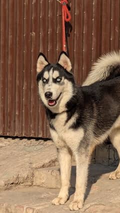 siberian husky comfirm breeder male