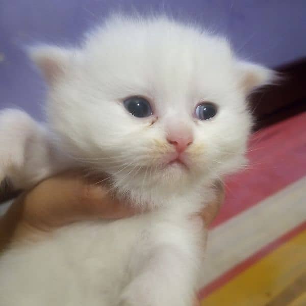 beautiful persion kitten 0