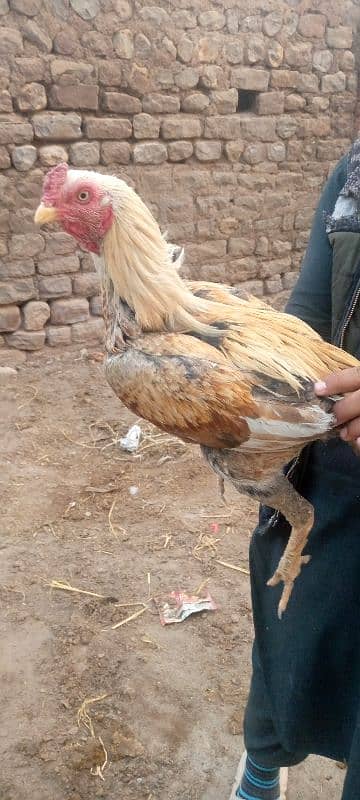 aseel amruha patha male for sale 0