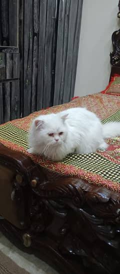 Persian