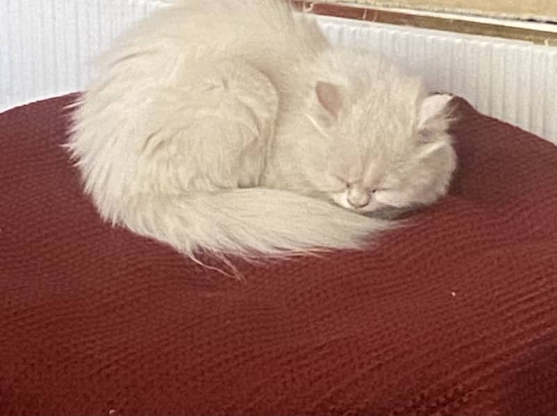 Persian Cat white 3 months 1