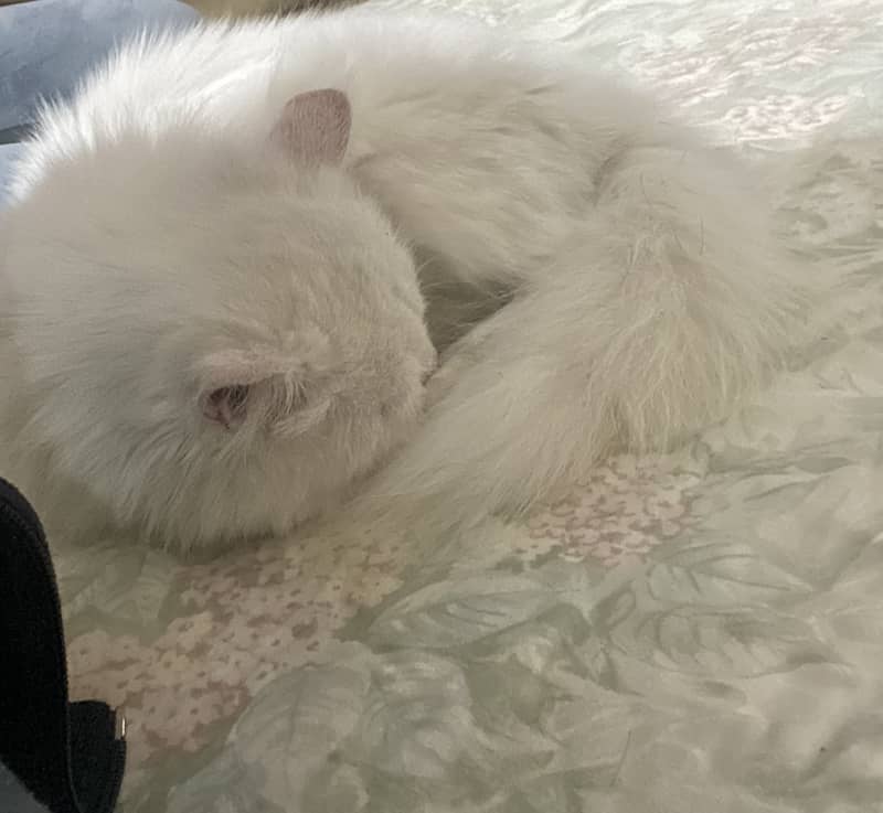 Persian Cat white 3 months 2