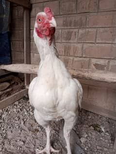 aseel Heera hens for sale