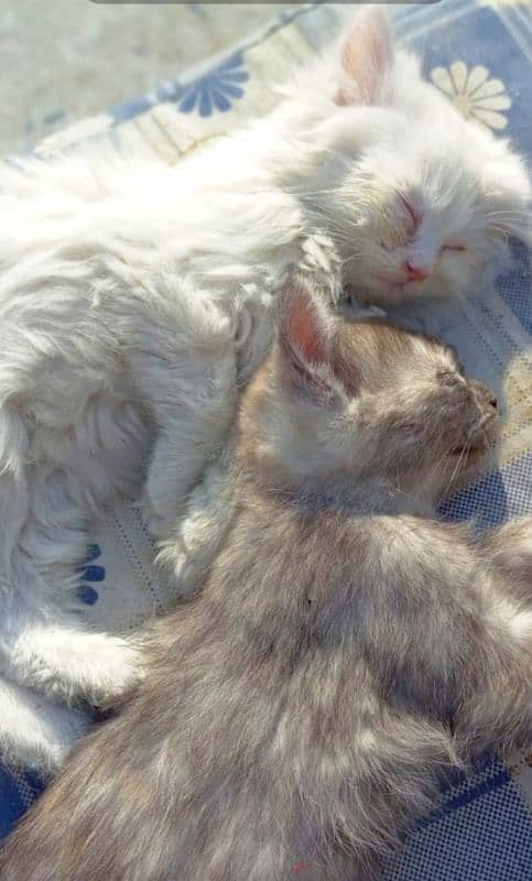 Persian and mix persian kittens available for sell 2