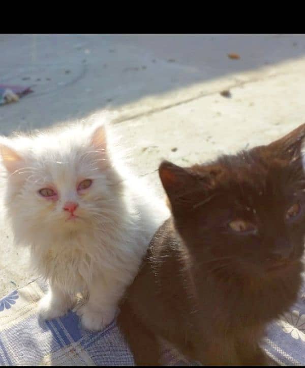 Persian and mix persian kittens available for sell 3