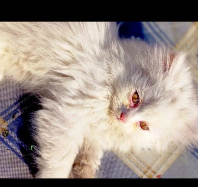 Persian and mix persian kittens available for sell 4