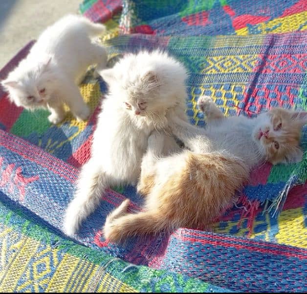 Persian and mix persian kittens available for sell 9