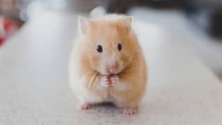 Hand tame baby syrian hamster