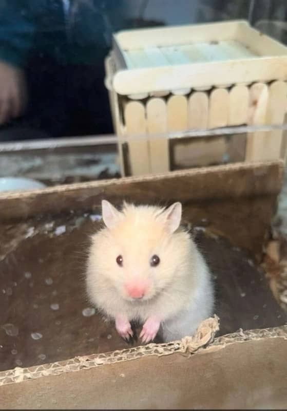 Hand tame baby syrian hamster 1