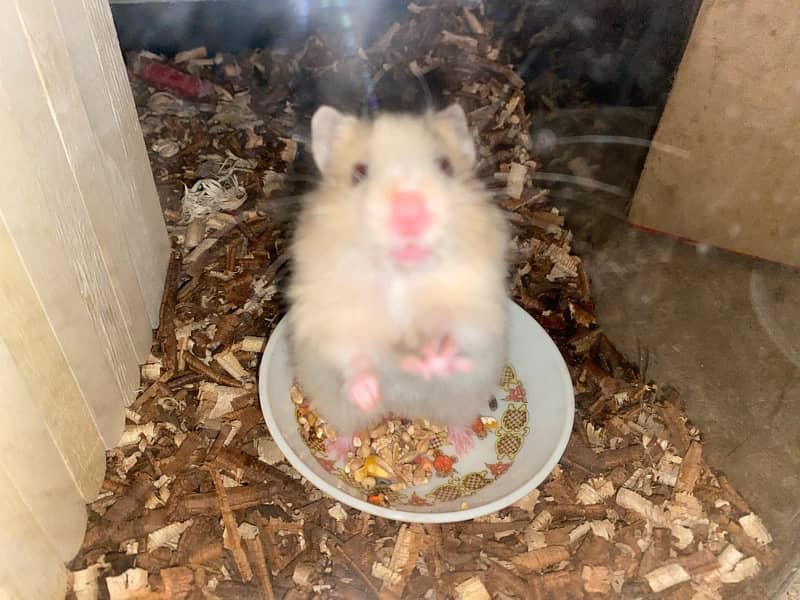 Hand tame baby syrian hamster 2