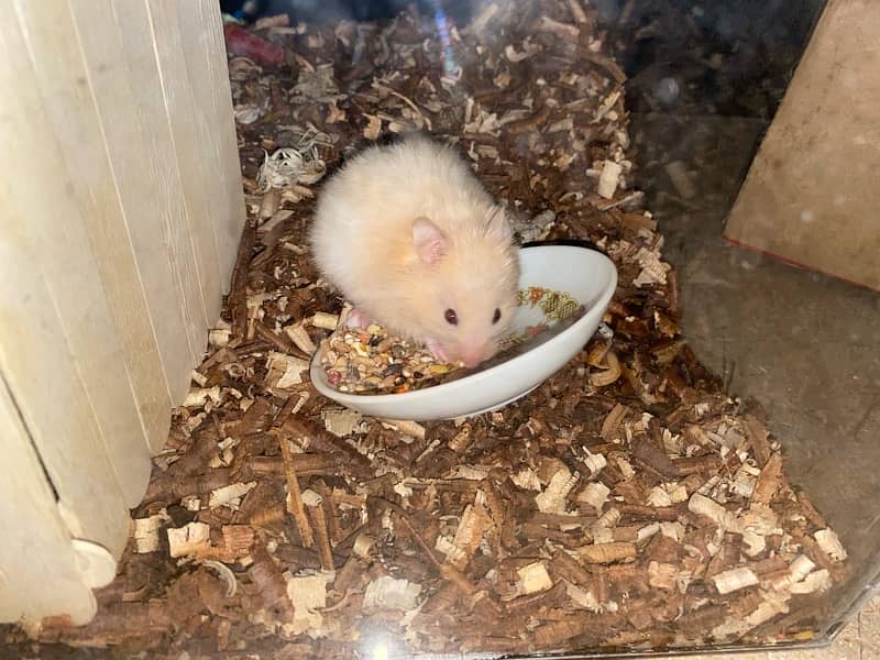 Hand tame baby syrian hamster 3