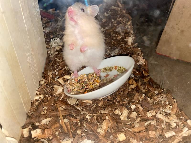 Hand tame baby syrian hamster 4