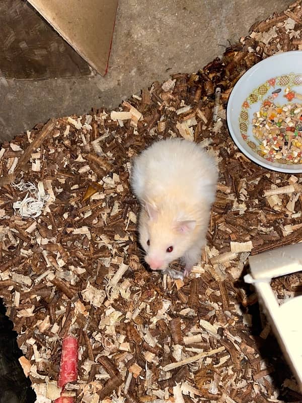 Hand tame baby syrian hamster 5