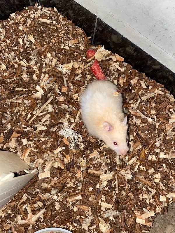 Hand tame baby syrian hamster 6