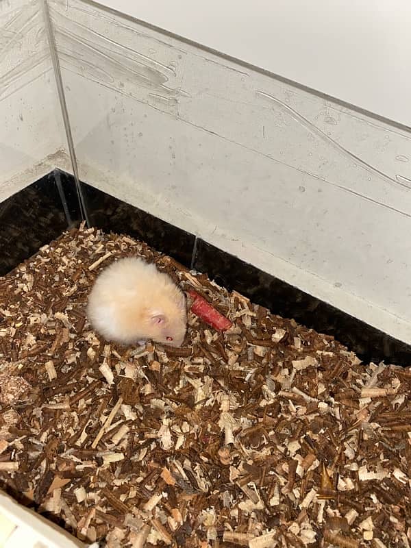 Hand tame baby syrian hamster 7